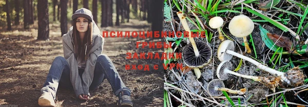 сатива Алзамай